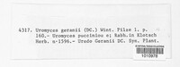 Uromyces geranii image